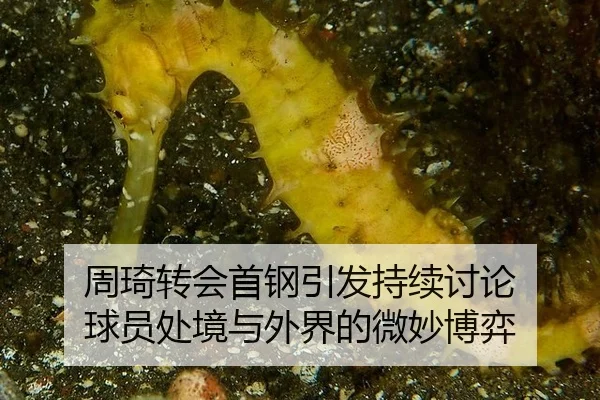 周琦转会首钢引发持续讨论 球员处境与外界的微妙博弈